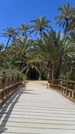 wooden bridge to palm trees