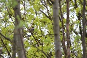 bird on green tree