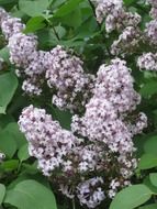 blooming lilacs branches