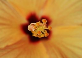 hollyhock flower pistil macro