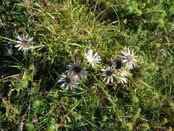 Thistle in Swabian Alb