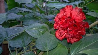 flower red wonderful