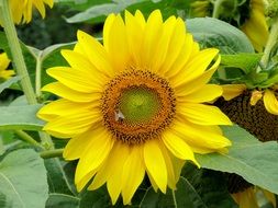 yellow sunflower blooming close up