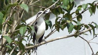 little bird on the tree