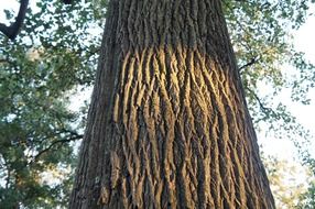 thick tree close up