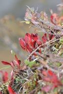 autumn bright bloom of plants