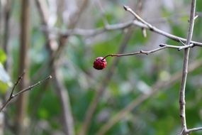 red berry on a bush in the forest