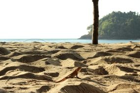 small lizard in sand thailand scenery
