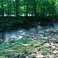 brook in the park between the trees