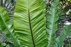 tropical fern with big green leaves
