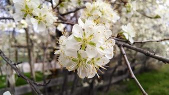 beautiful blossoming tree in spring