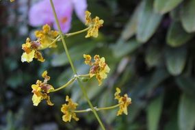 small yellow buds of plant