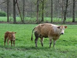 dirty little calf in the meadow