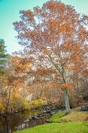 autumn tree near a small river