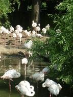 flock of flamingos in the zoo