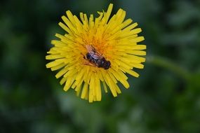 Bee on Yellow dandelion flower macro photo