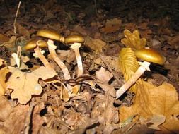 mushrooms under autumn leaves