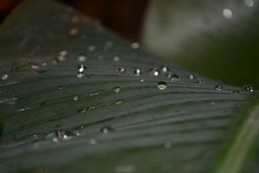 drops of water on green leaf macro recording