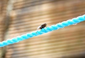 fly insect on the rope