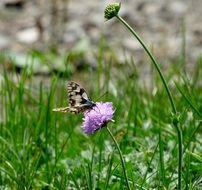 striped butterfly