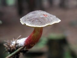 Colorful mushroom in the forest