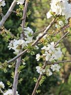 white flowers on a tree in season