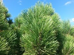 green pine branches against the clear sky