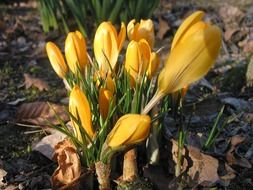 yellow little crocus flower
