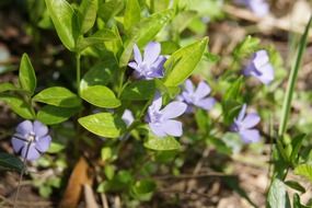 purple little flowers in the meadow