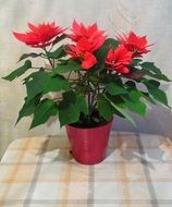 houseplant with red flowers in a pot