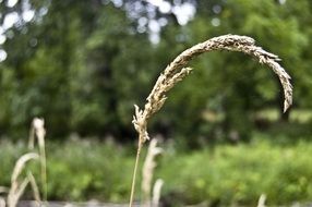 weed seeds in the meadow