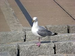 seagull on a stone wall