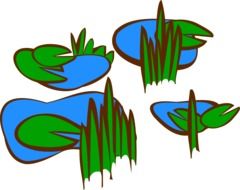 drawing of green lilies in a pond