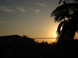 tropical silhouette on golden sunset background