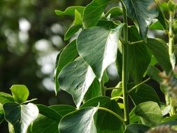 amazing green plant