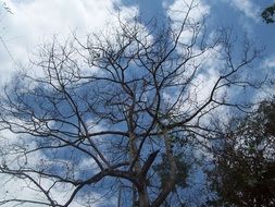 tree with long leafless branches against the sky