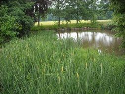 pond in the reeds