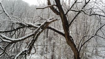 snow covered trees in the forest