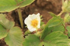 white flower on a strawberry bush