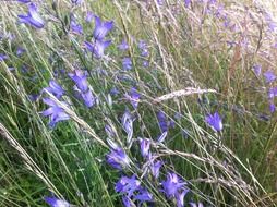 purple bell flowers in grass