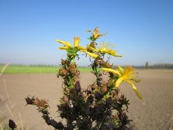 hypericum perforatum on the background of desert landscape