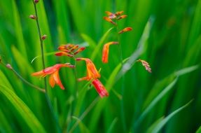 unusually beautiful grass flower