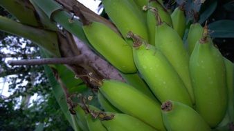 green banana shrub closeup