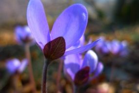 violet hepatica flower