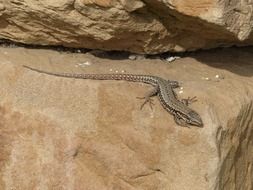 lizard on the rocks rocks