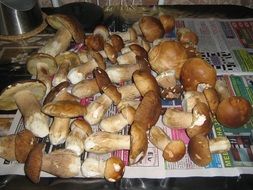mushrooms on the news paper