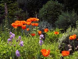 poppy and iris flowers in spring garden