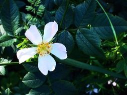 charming lower spring