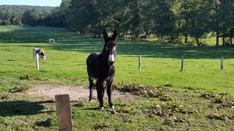 donkey stands in the meadow