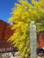 extraordinary beautiful cactus and tree